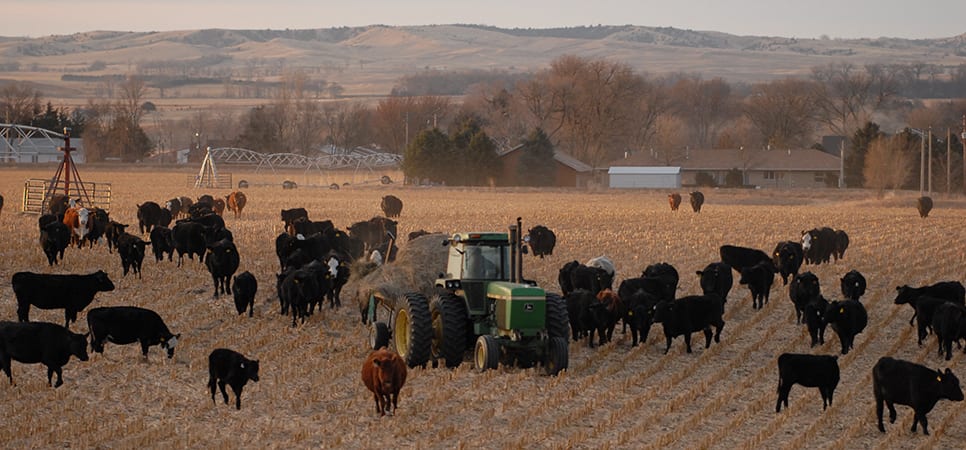 Feeding Cows