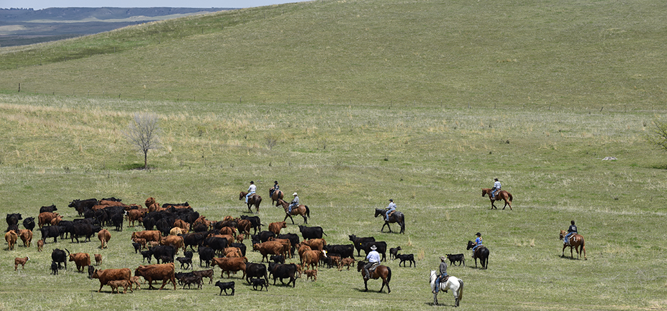 Movingcattle Spring Rszd